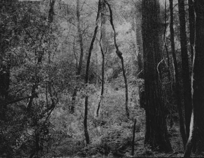 Clemens-Tobias Lange Photogravure
