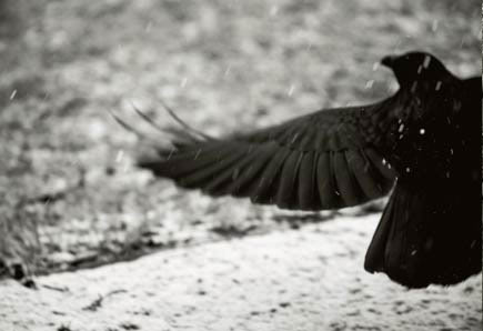 Jo Roettger Fotografie